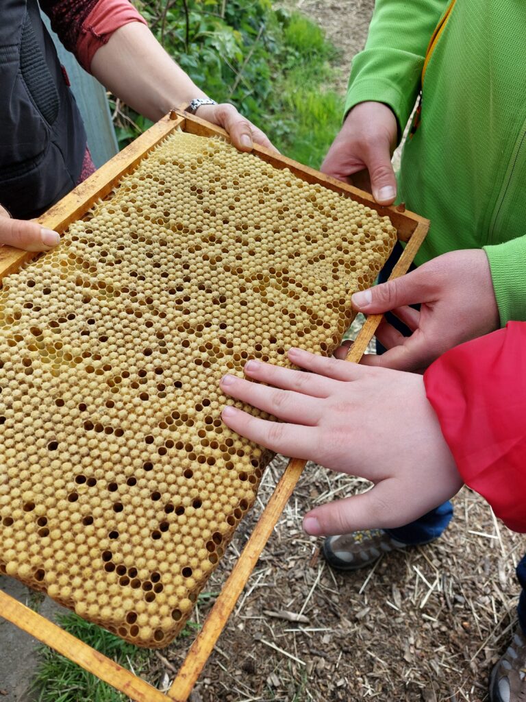 Schüler untersuchen eine Bienenwabe mit den Händen